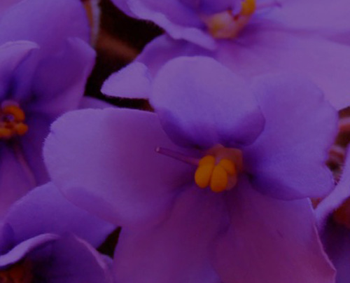 violeta-africana violeta-africana